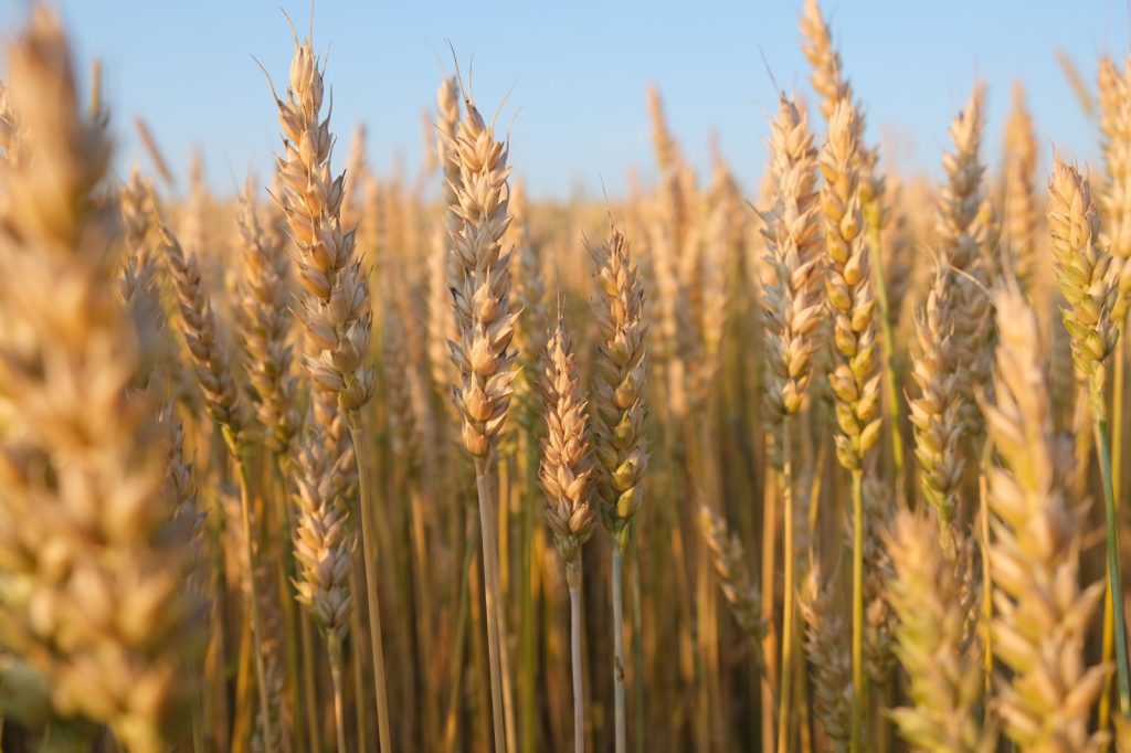 Global Food Prices Hit Record High in 2022