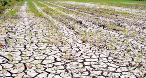 Vietnam’s Mekong Delta Faces Worst Saltwater Intrusion in Years