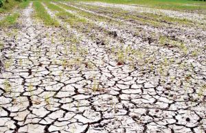 Vietnam’s Mekong Delta Faces Worst Saltwater Intrusion in Years