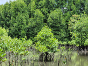 Malaysia’s Mangrove Restoration Program Gets Private Backing