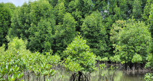 Malaysia’s Mangrove Restoration Program Gets Private Backing