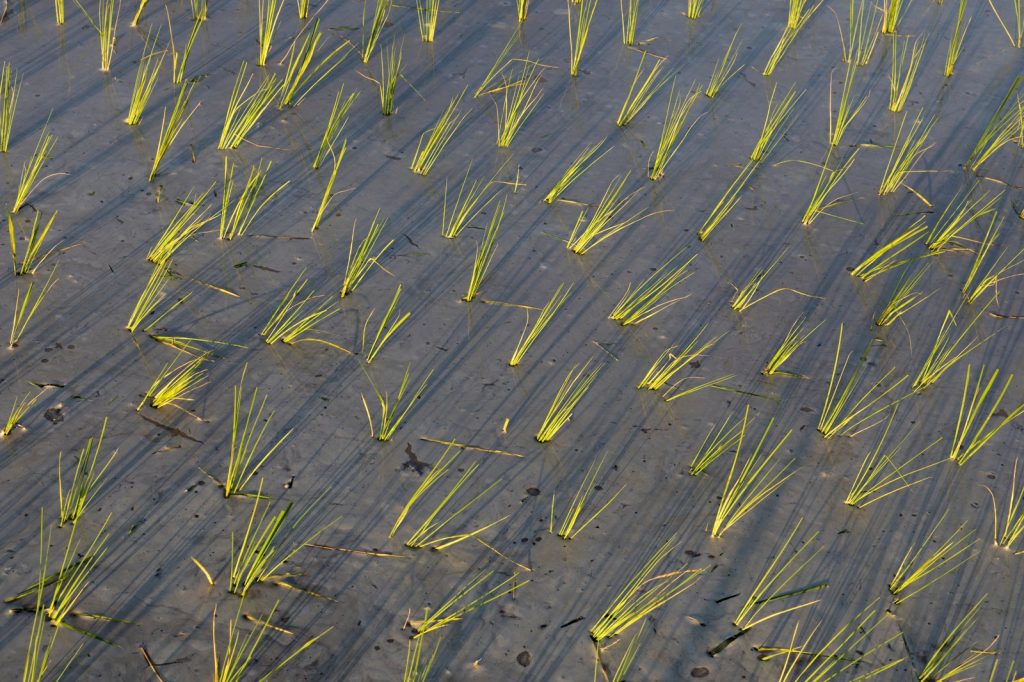Salt Poisons Mekong Delta Rice Yields 40%