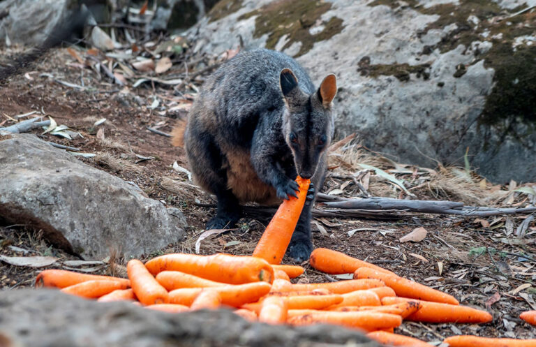 Australia saves wildlife by airdropping food