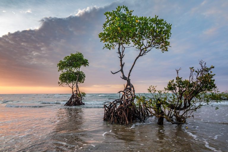 Brunei Aims to Lead Regional Blue Carbon Credit Market