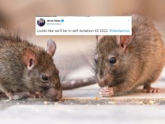 Another pandemic? Fears grow as China reports case of Hantavirus