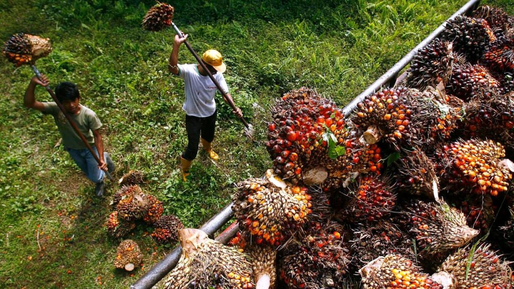Malaysia end-Aug palm oil stocks hit 2 million tonne for first time in 2 years