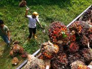 Malaysia end-August palm oil stocks hit 2 million tonnes for first time in 2 years Malaysia end-Aug palm oil stocks hit 2 million tonne for first time in 2 years