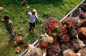 Malaysia end-August palm oil stocks hit 2 million tonnes for first time in 2 years Malaysia end-Aug palm oil stocks hit 2 million tonne for first time in 2 years