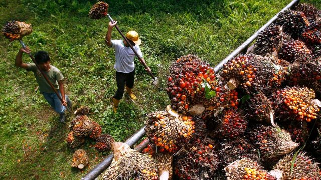 Malaysia end-Aug palm oil stocks hit 2 million tonne for first time in 2 years