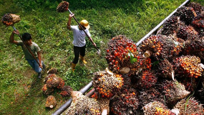 Malaysia end-Aug palm oil stocks hit 2 million tonne for first time in 2 years