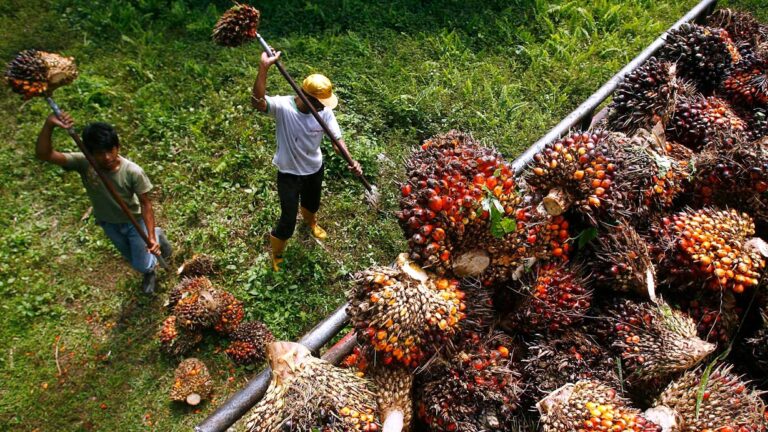 Malaysia end-August palm oil stocks hit 2 million tonnes for first time in 2 years