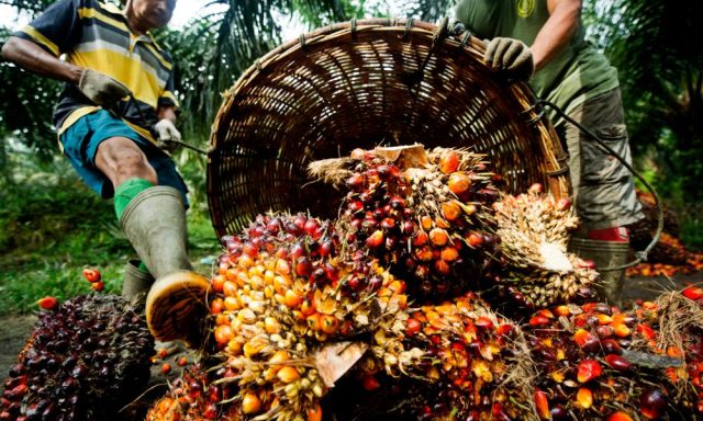 Malaysia’s palm oil stocks slide 6.56% in Feb