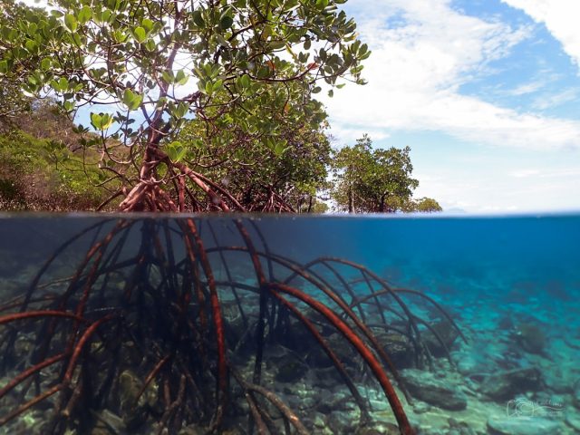 Aerial view of Brunei's mangrove forests along the coast, with roots submerged in tidal water.