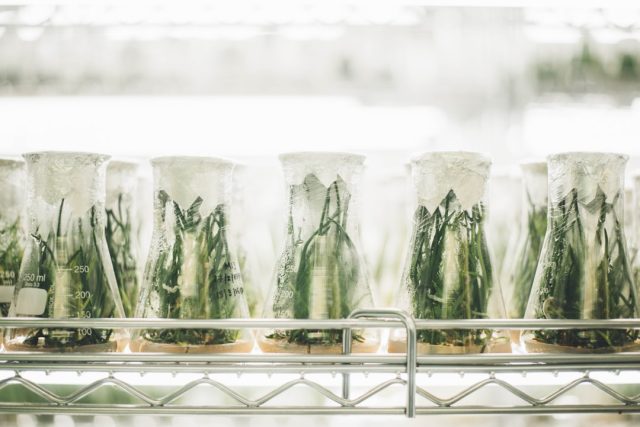 EU Approves Tislelizumab, New Cancer Treatment Unmasking Tumors for Immune Attack A scientist in a lab coat examines a vial of Tislelizumab drug under bright laboratory lights