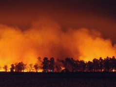 Maui Wildfire Death Toll Hits 114, Search Teams Comb Ash Cadaver dogs and search crews sift through ash-covered rubble in fire-ravaged Lāhainā as smoke still rises in the background.