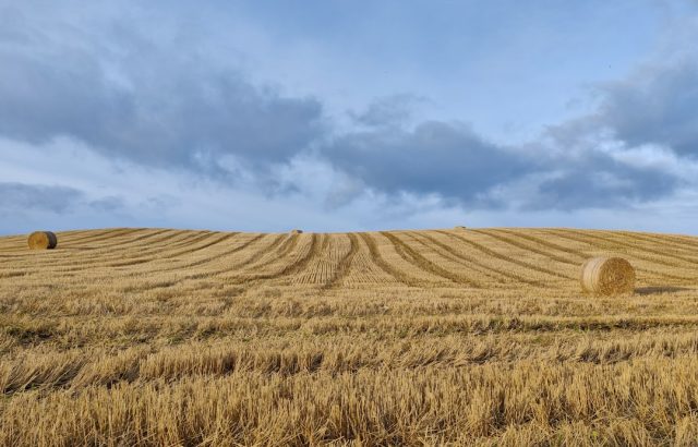 Cracked earth stretches across a barren field under a harsh sun, with a few emaciated cattle searching for fodder.