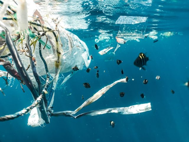 A dead dugong lies on a beach with plastic visible in its stomach, symbolizing the environmental crisis that spurred Thailand's plastic bag ban.
