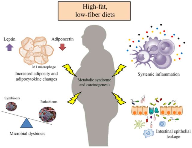 Diet Metabolism Cancer Risk Study