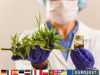 Eurojust Assists in Disrupting €645 Million Medicinal Cannabis Investment Fraud Across Europe Eurojust Cannabis Fraud Raid