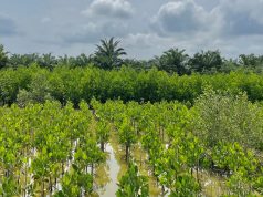 Malaysia’s Mangrove Restoration Program Gets Private Backing Malaysia Mangrove Restoration Private Funding