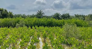 Malaysia’s Mangrove Restoration Program Gets Private Backing Malaysia Mangrove Restoration Private Funding
