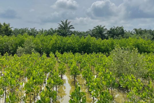 Malaysia’s Mangrove Restoration Program Gets Private Backing Malaysia Mangrove Restoration Private Funding