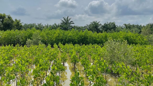 Malaysia Mangrove Restoration Private Funding Malaysia Mangrove Restoration Private Funding