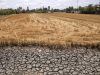 Vietnam’s Mekong Delta Faces Worst Saltwater Intrusion in Years Mekong Delta Saltwater Intrusion Farmland