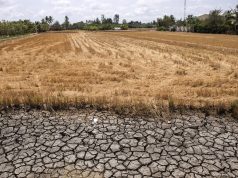 Vietnam’s Mekong Delta Faces Worst Saltwater Intrusion in Years Mekong Delta Saltwater Intrusion Farmland
