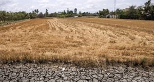 Vietnam’s Mekong Delta Faces Worst Saltwater Intrusion in Years Mekong Delta Saltwater Intrusion Farmland
