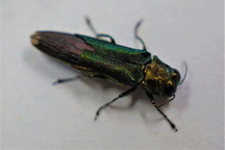 Georgia Forestry Commission shifts focus to damage assessment after emerald ash borer confirmed