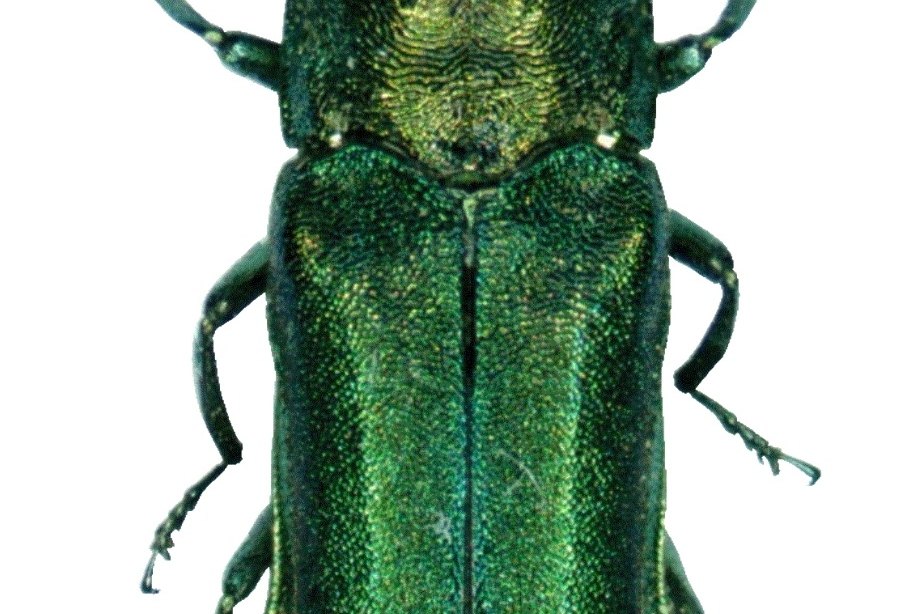 Georgia Forestry Commission Shifts to Tracking Spread of Emerald Ash Borer