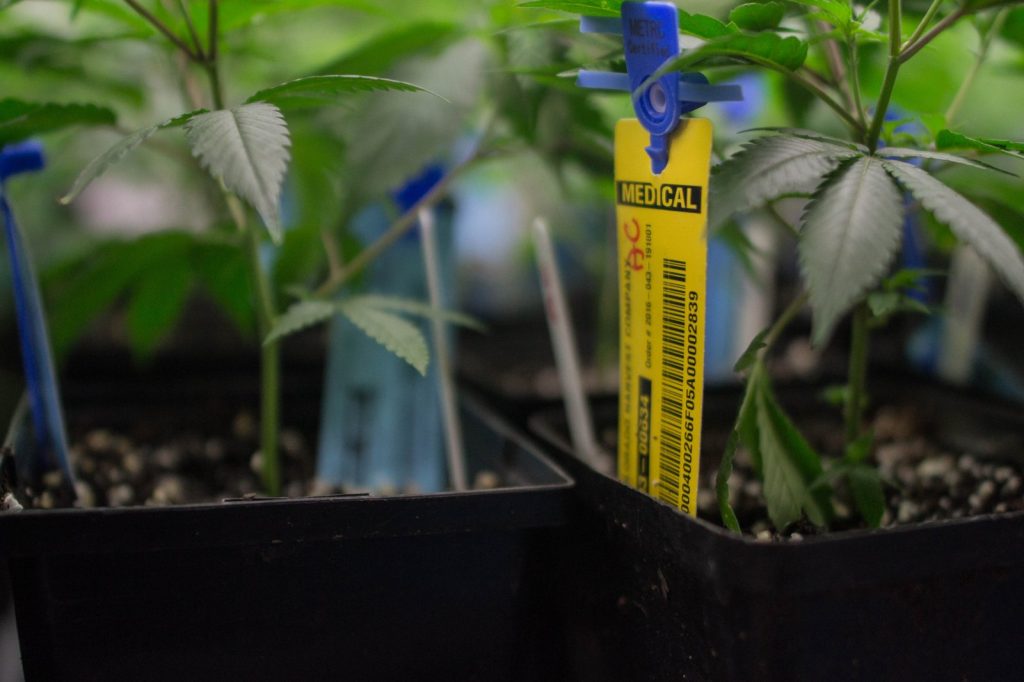 Tilray Brands Acquires HelloMD to Boost Medical Cannabis Access