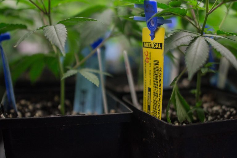 Tilray Brands Acquires HelloMD to Boost Medical Cannabis Access