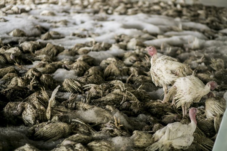 Australia pledges action on H5N1 after bird flu case confirmed