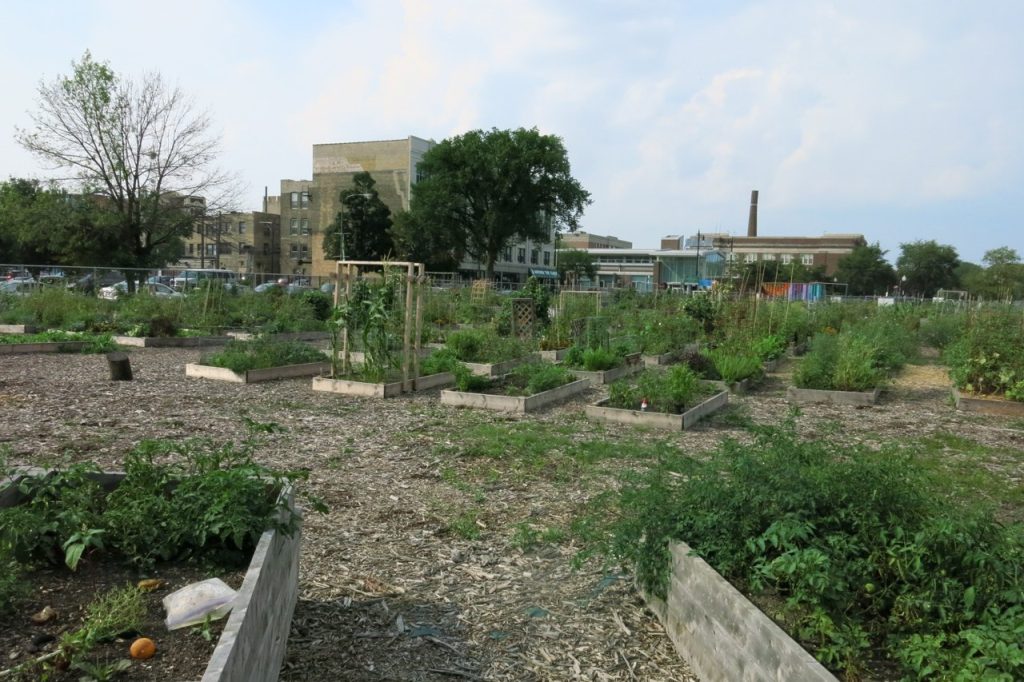Community Gardens in Chicago Food Deserts Reduce Stormwater Runoff