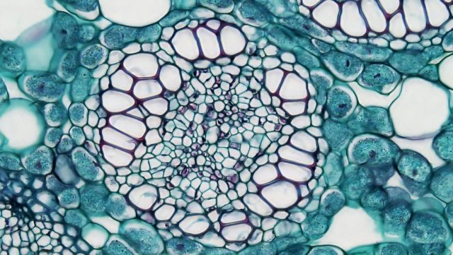 New Research Suggests Immune-Hiding Tumors Have Unexpected Weaknesses