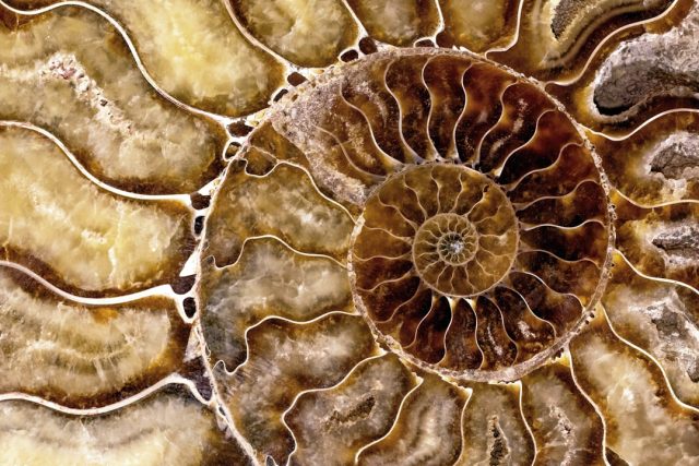 Fossil Evidence Shows Pterosaur Feathers Had Iridescent Sheen Fossil Evidence Shows Pterosaur Feathers Had Iridescent Sheen