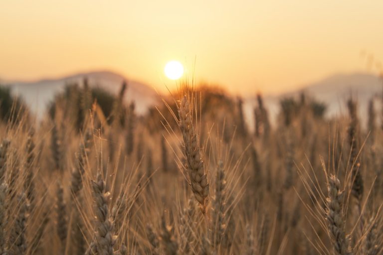 Black Sea Conflict Drives Global Grain Prices and Food Fears