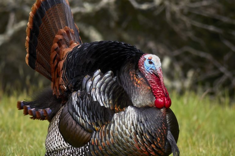 Michigan Launches 4th Year of Wild Turkey Brood Survey