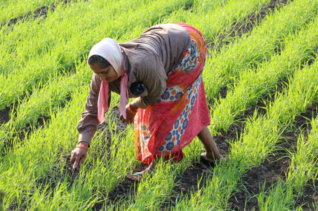 Farmers Grapple with Heat and Light Trade-Offs as Climate Shifts