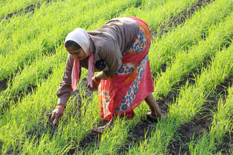 Farmers Grapple with Heat and Light Trade-Offs as Climate Shifts