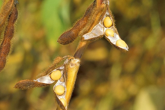 Training Yields New Harvest Levels for Soybean Farmers