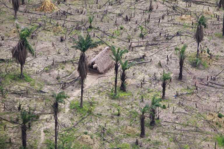 Liberia’s Forests Face Growing Pressures from Illegal Logging and Mining