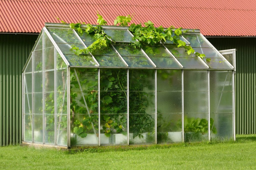 Selective Light Management May Help Crops Adapt to Rising Heat