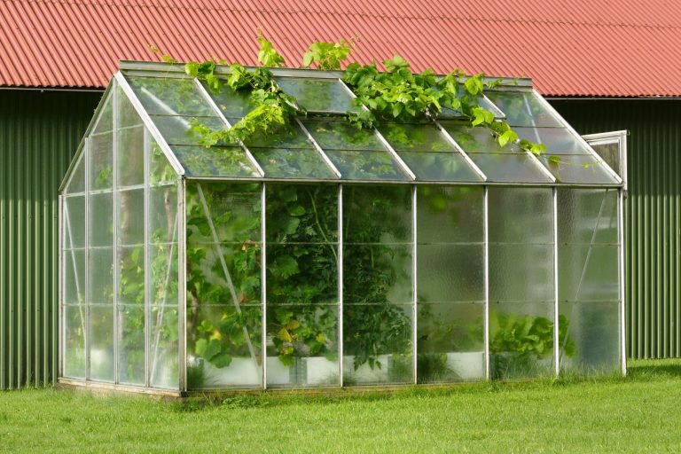 Selective Light Management May Help Crops Adapt to Rising Heat