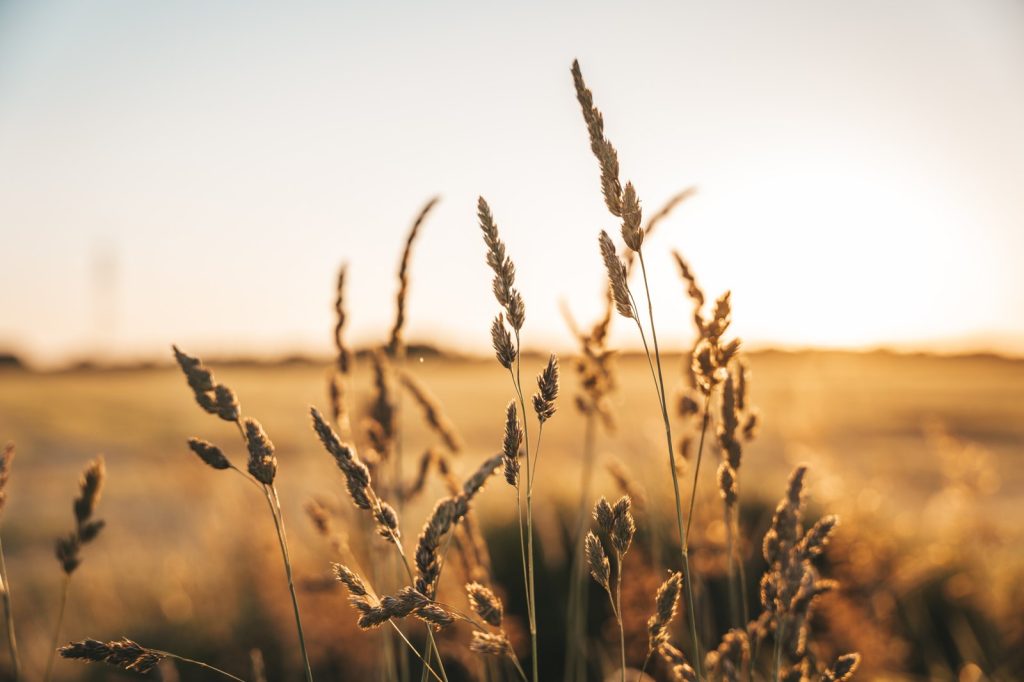 Black Sea Grain Deal Collapsed After Shipping Nearly 33 Million Tons