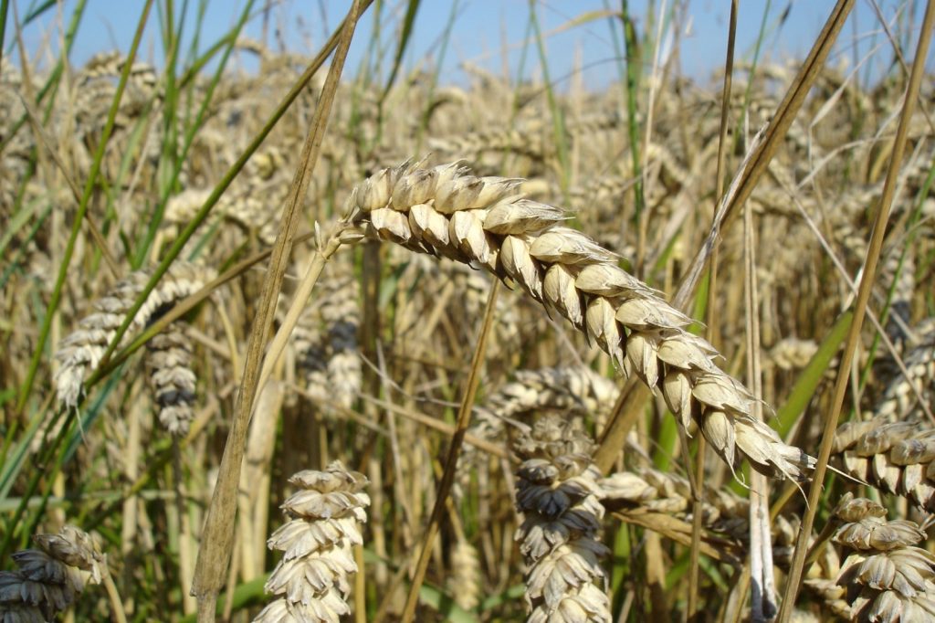 Fractured Grain Deal Leaves Global Food Prices Soaring