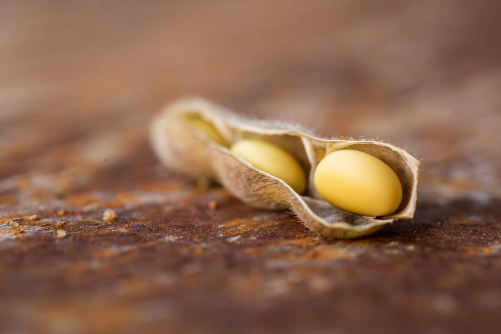 Improved Soybean Seeds Boost Yields for Ugandan Farmers