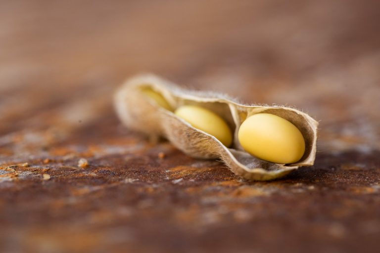 Improved Soybean Seeds Boost Yields for Ugandan Farmers